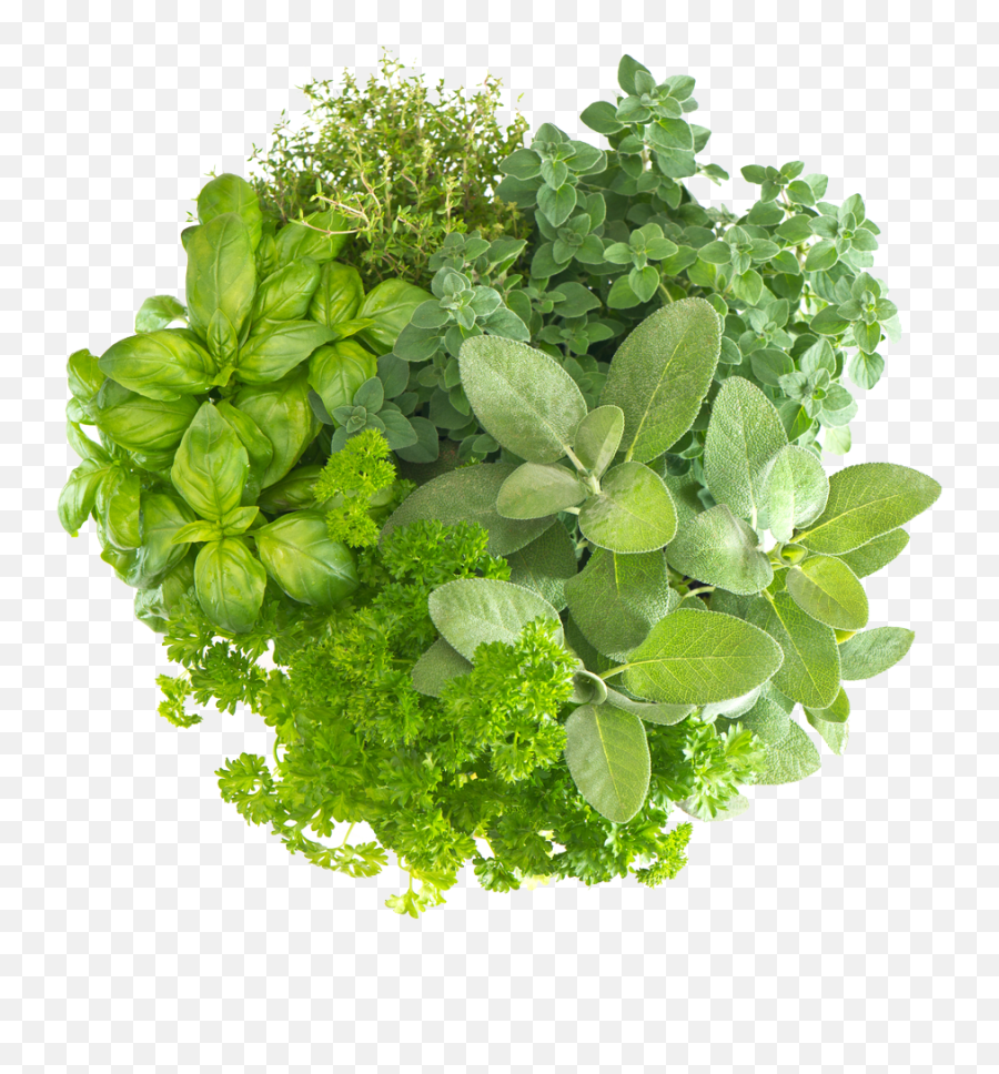 Herb Free Download Png - Health Benefits Of Brahmi,Herbs Png