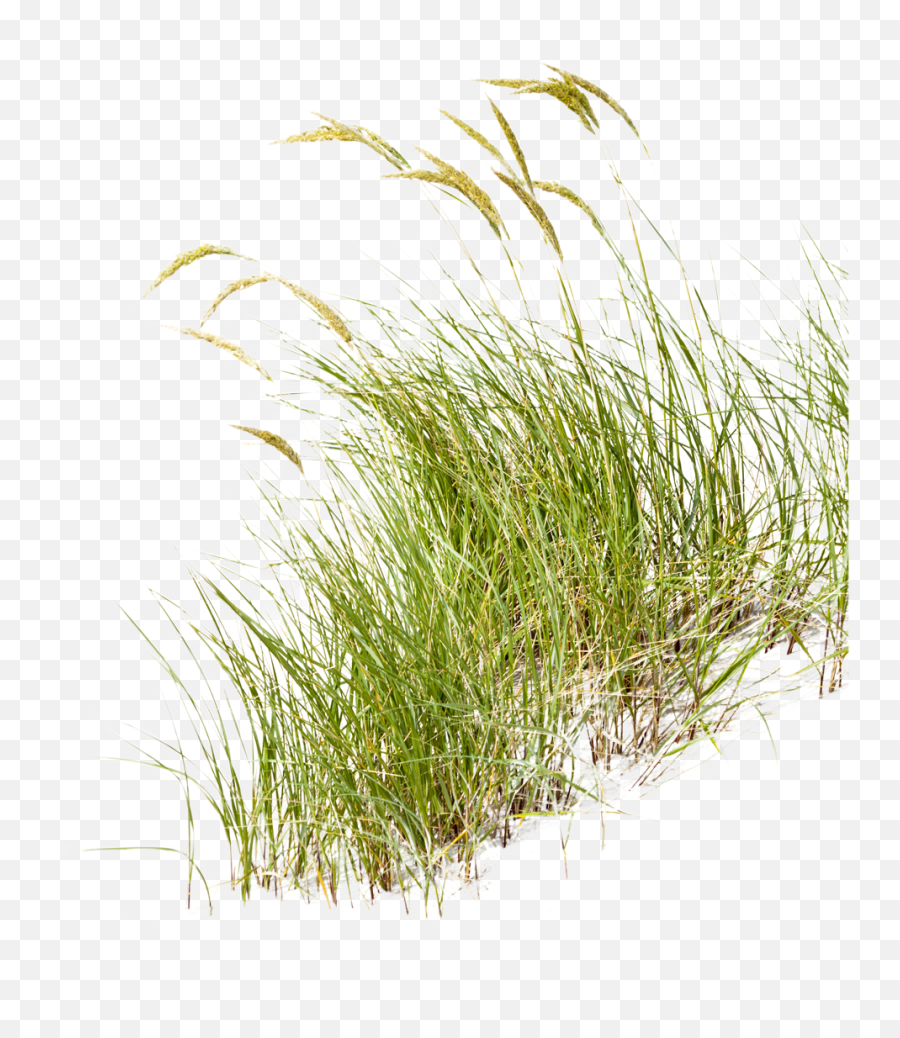 Home Png Wild Grass