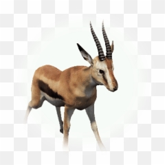 Gazelle - BDO Codex Bdo png