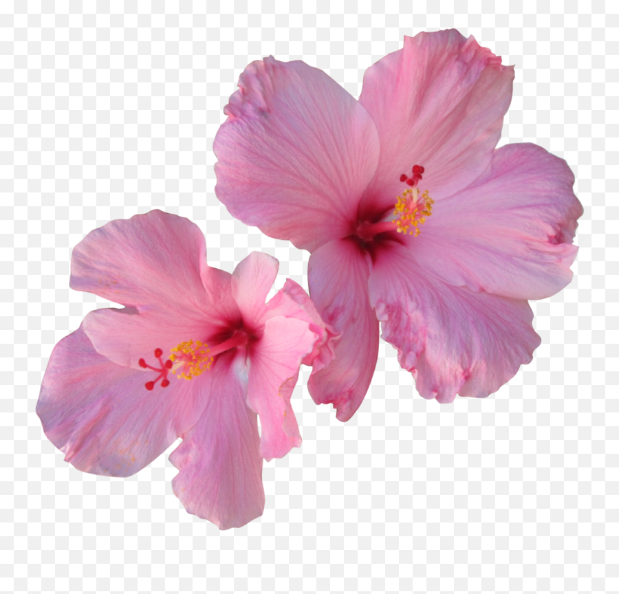Hibiscus Tea Hair Flower - Pink Hibiscus Flower Transparent Png,Hawaiian Flowers Png