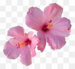 Hibiscus Tea Hair Flower - Pink Hibiscus Flower Transparent Png,Hawaiian Flowers Png