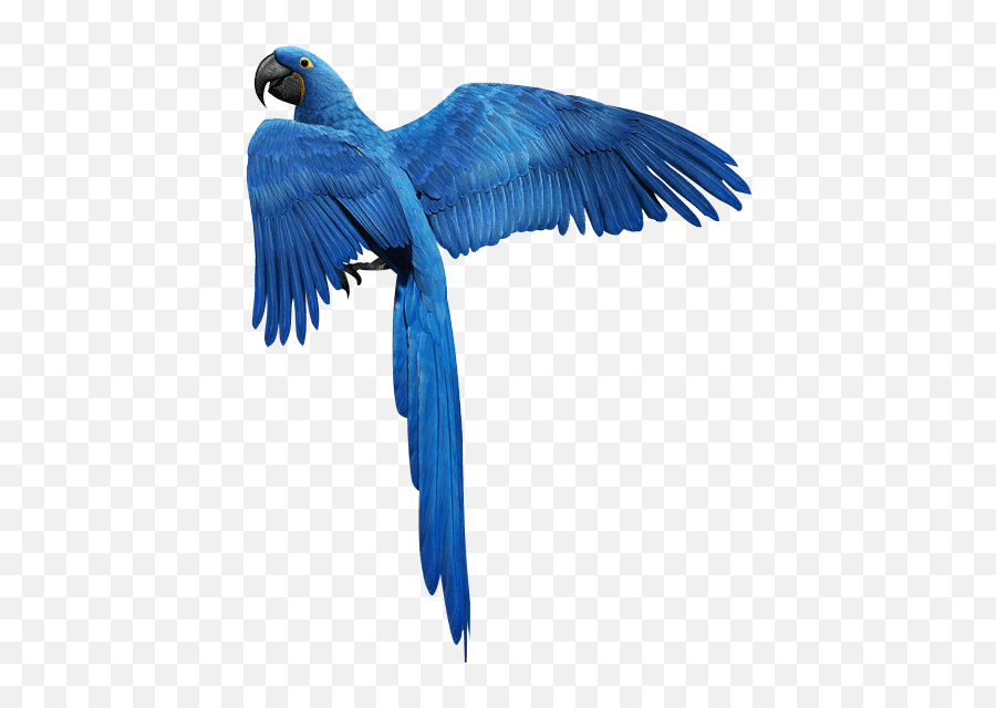 Blue Parrot Clipart - Blue Parrot Png Transparent Cartoon,Parrot Png