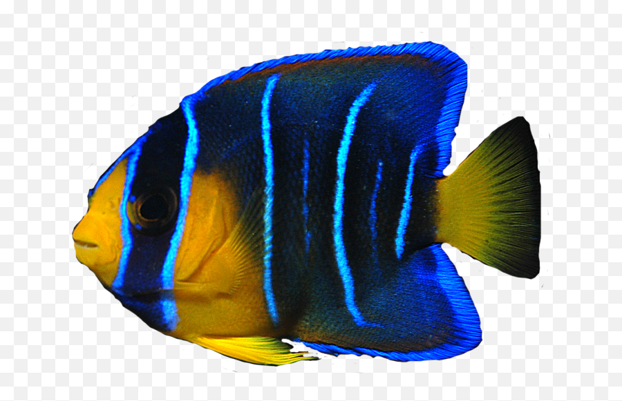 Ocean Fish Png Transparent Clipart - Angelfish Png,Ocean Transparent Background
