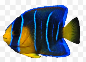 Ocean Fish Png Transparent Clipart - Angelfish Png,Ocean Transparent Background