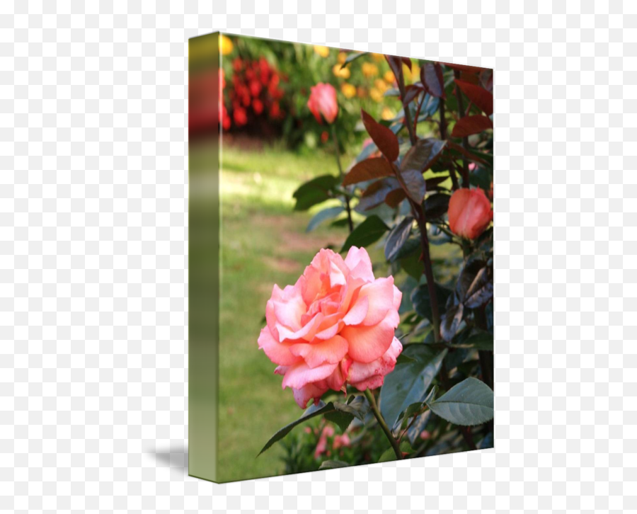 Rose Border By Dan Macmillan - Hybrid Tea Rose Png,Rose Border Transparent