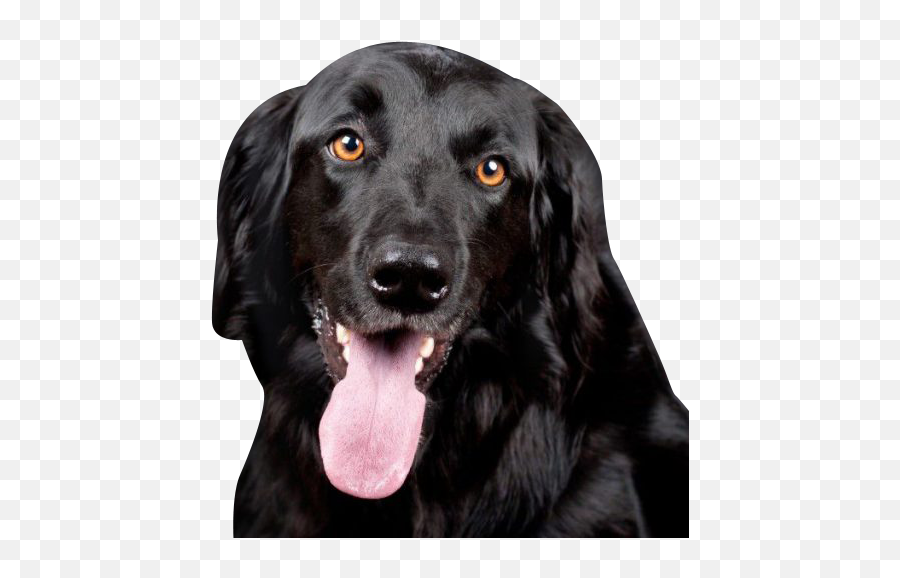 Black Labrador Retriever Transparent - Transparent Black Lab Png,Dog Transparent Background
