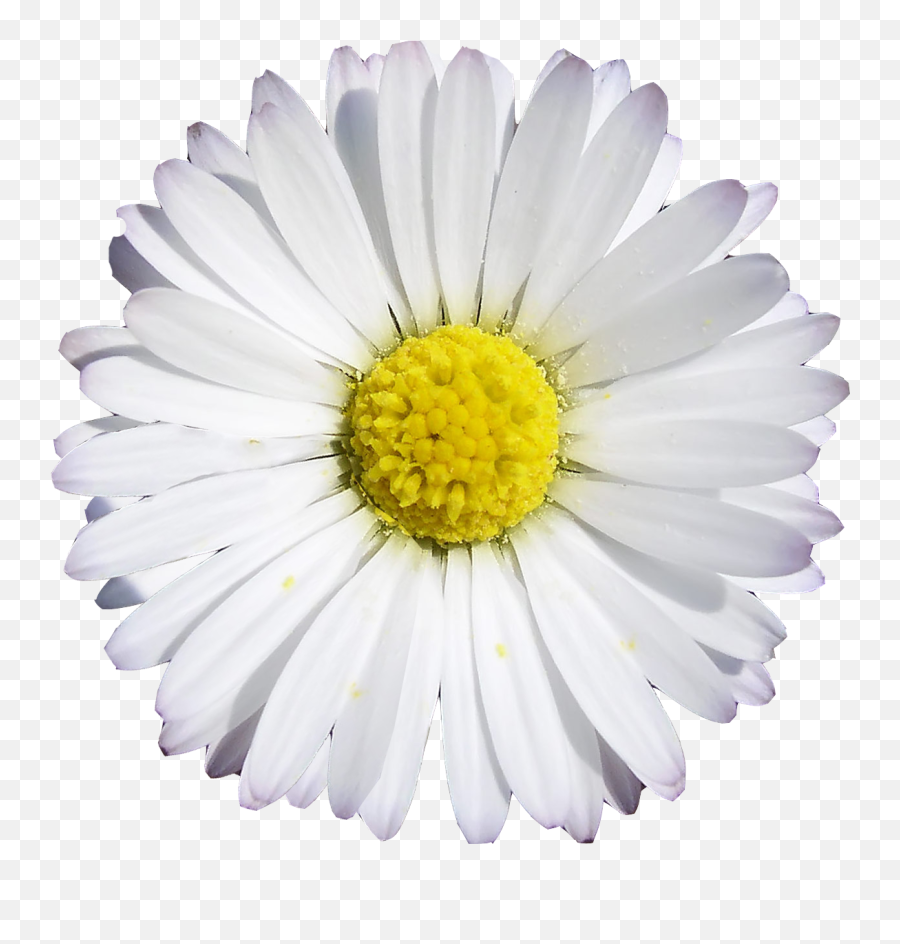 Download Chamomile Png Image With No - Daisy,Chamomile Png