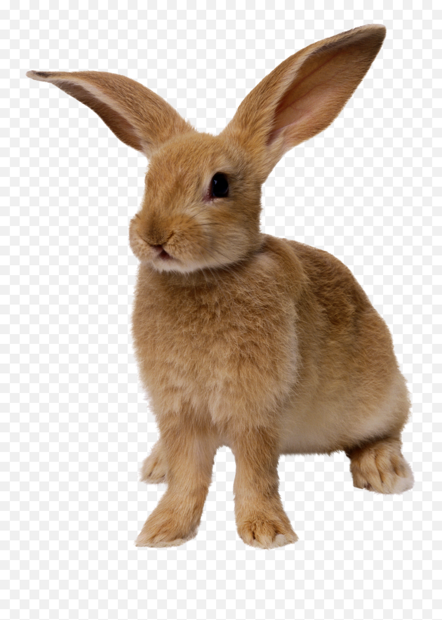 Clipart Rabbit Cottontail - Rabbit Png,Rabbit Transparent