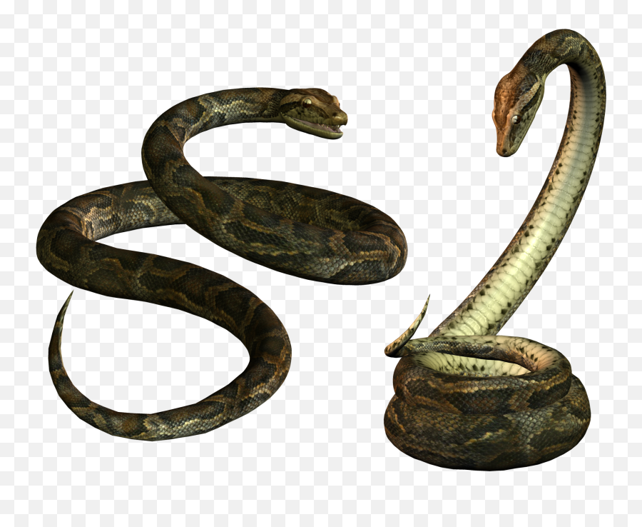 Snake Png Alpha Channel Clipart Images - Transparent Background Snake Png,Snake Transparent Background