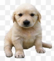 Golden Retriever Png No Background - Golden Retriever Puppy Transparent Background,Golden Retriever Transparent Background
