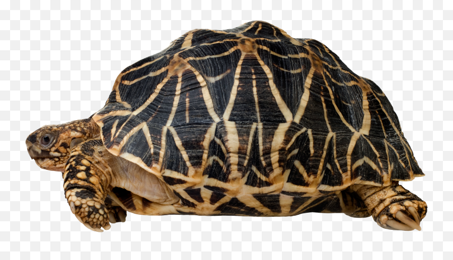 Turtle Reptile Indian Star Tortoise - Indian Star Tortoise Png,Tortoise Png