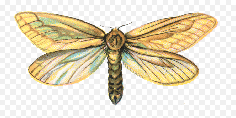 Download Moth Png Pic - Hepialus Humuli,Moth Png