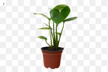Philodendron Monstera Split - Leaf 4 Pot Free Care Guide Houseplant Png,Monstera Leaf Png