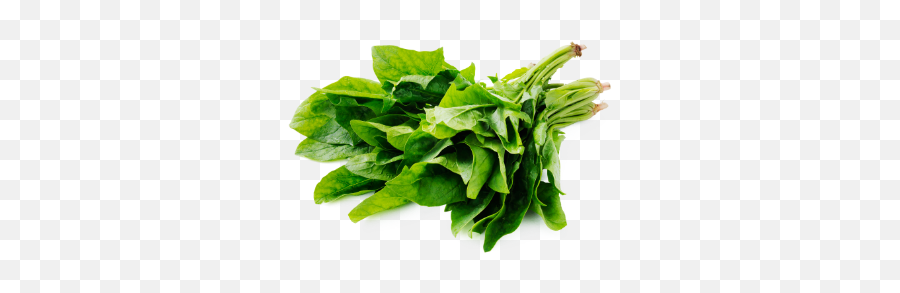 Fresh - Grownenglishspinachsupplierswholesalershydro Spinach Png,Spinach Png