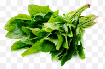 Fresh - Grownenglishspinachsupplierswholesalershydro Spinach Png,Spinach Png
