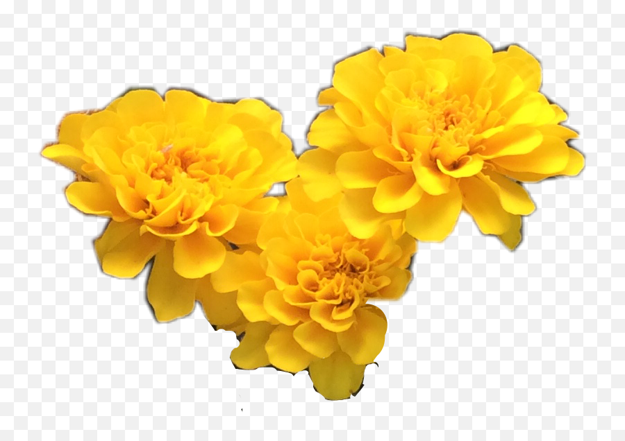 Download Yellow Transparent Flower Crown - Yellow Yellow Flower Transparent Background Png,Flower Crown Transparent