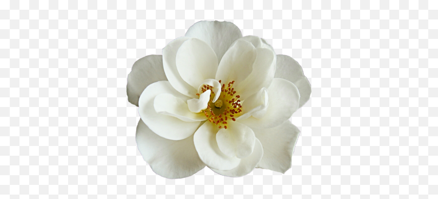 Free Png Images - Dlpngcom White Cherry Blossom Flower Png,Dogwood Png