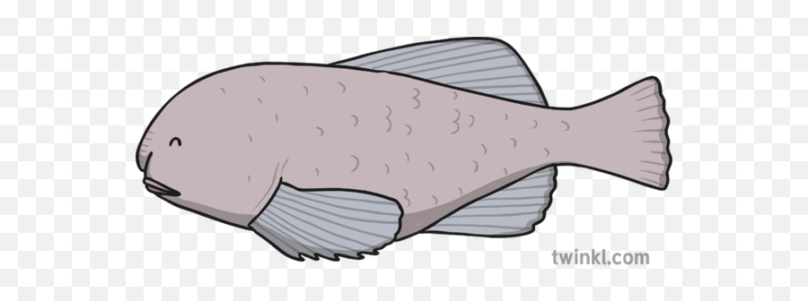 Blobfish Illustration - Halibut Png,Blobfish Png