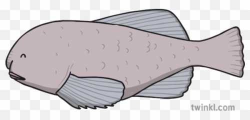 Blobfish Illustration - Halibut Png,Blobfish Png