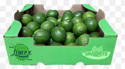 Citrus - Persian Lime Png,Limes Png
