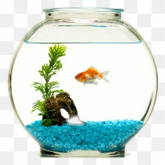 Fish Goldfish Fishbowl Sticker By Angie Nelson - Transparent Goldfish Bowl Png