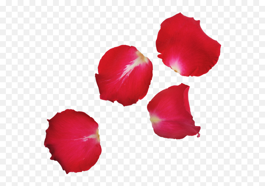 Red Rose Leaves Transparent Image Download Free - Rose Flower Leaf Png,Floor Png