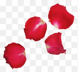 Red Rose Leaves Transparent Image Download Free - Rose Flower Leaf Png,Floor Png