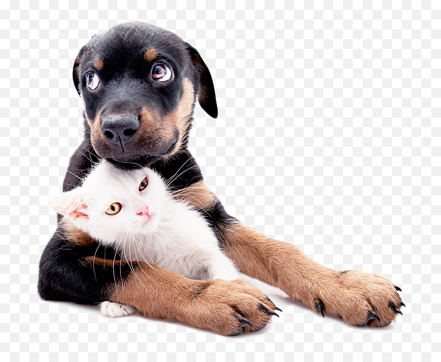 Puppy U0026 Kitten Care Orange County - Hugging Puppy And Kitten Png,Kitten Png