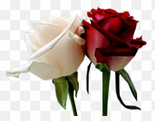 10 Psd White Rose Images - Or Red png