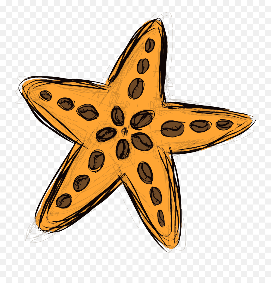 Estrella Cafe Png Transparent - Starfish,Starfish Clipart Transparent Background