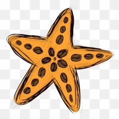 Estrella Cafe Png Transparent - Starfish,Starfish Clipart Transparent Background