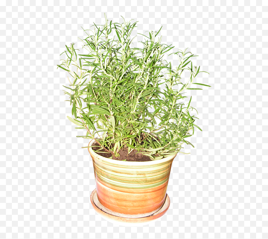 Rosemary Plant Fresh - Rosemary In A Pot Clipart Png,Rosemary Png