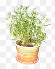 Rosemary Plant Fresh - Rosemary In A Pot Clipart Png,Rosemary Png
