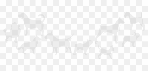 Dog Laying Down Png - White Dog Names Chihuahua 1898677 Ancient Dog Breeds,Chihuahua Png