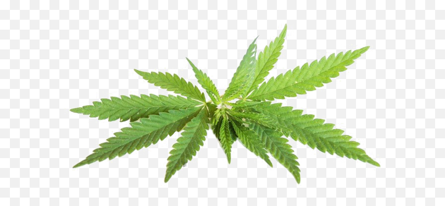 Png Transparent Images Free Download - Cannabis Png,Hemp Leaf Png