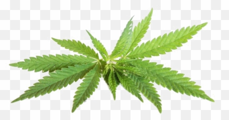 Png Transparent Images Free Download - Cannabis