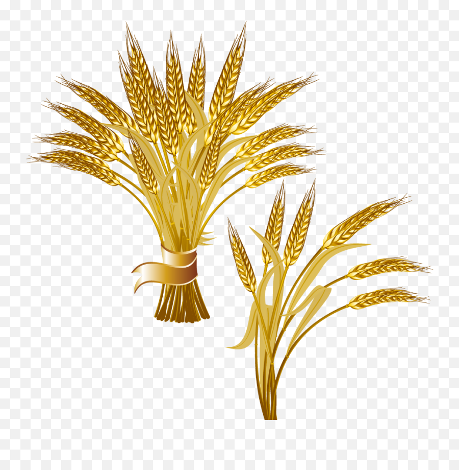 Grain Clipart Common - Golden Wheat Vector Png,Trigo Png