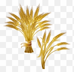 Grain Clipart Common - Golden Wheat Vector Png,Trigo Png