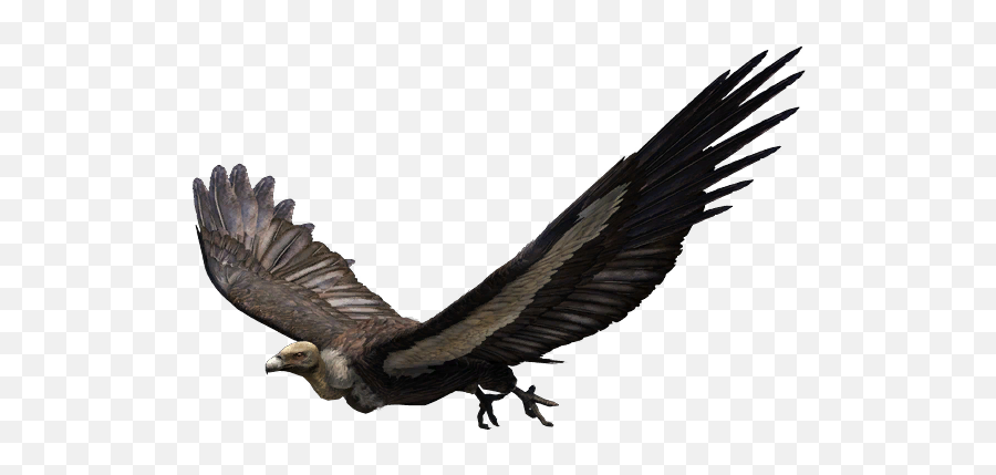 White Rumped Vulture - Far Cry 5 Vulture Png,Vulture Transparent