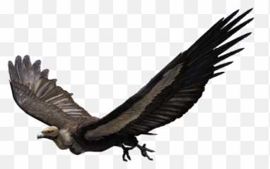 White Rumped Vulture - Far Cry 5 Vulture Png,Vulture Transparent