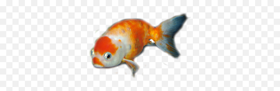 Blog - Goldfish Png,Goldfish Transparent