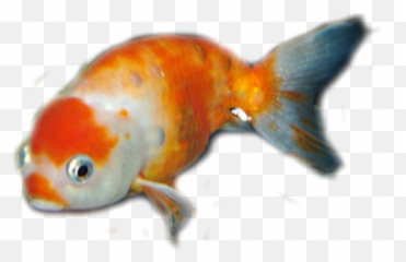 Blog - Goldfish png