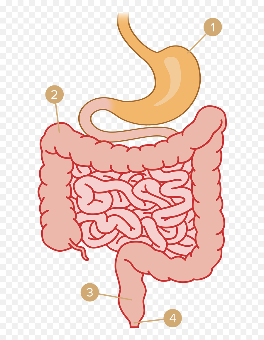 Download Gas Clipart Digestive System - Muscle Png Image Stomach And Intestine Clipart,Digestive System Png
