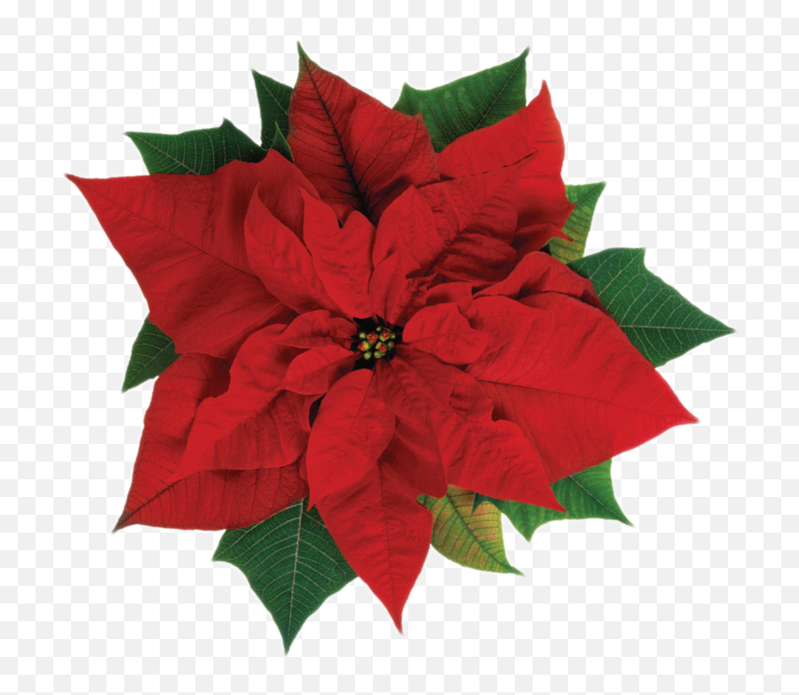 The First Baptist Church Washington Dc - Flame Heart By Claude Mckay Png,Christmas Greenery Png