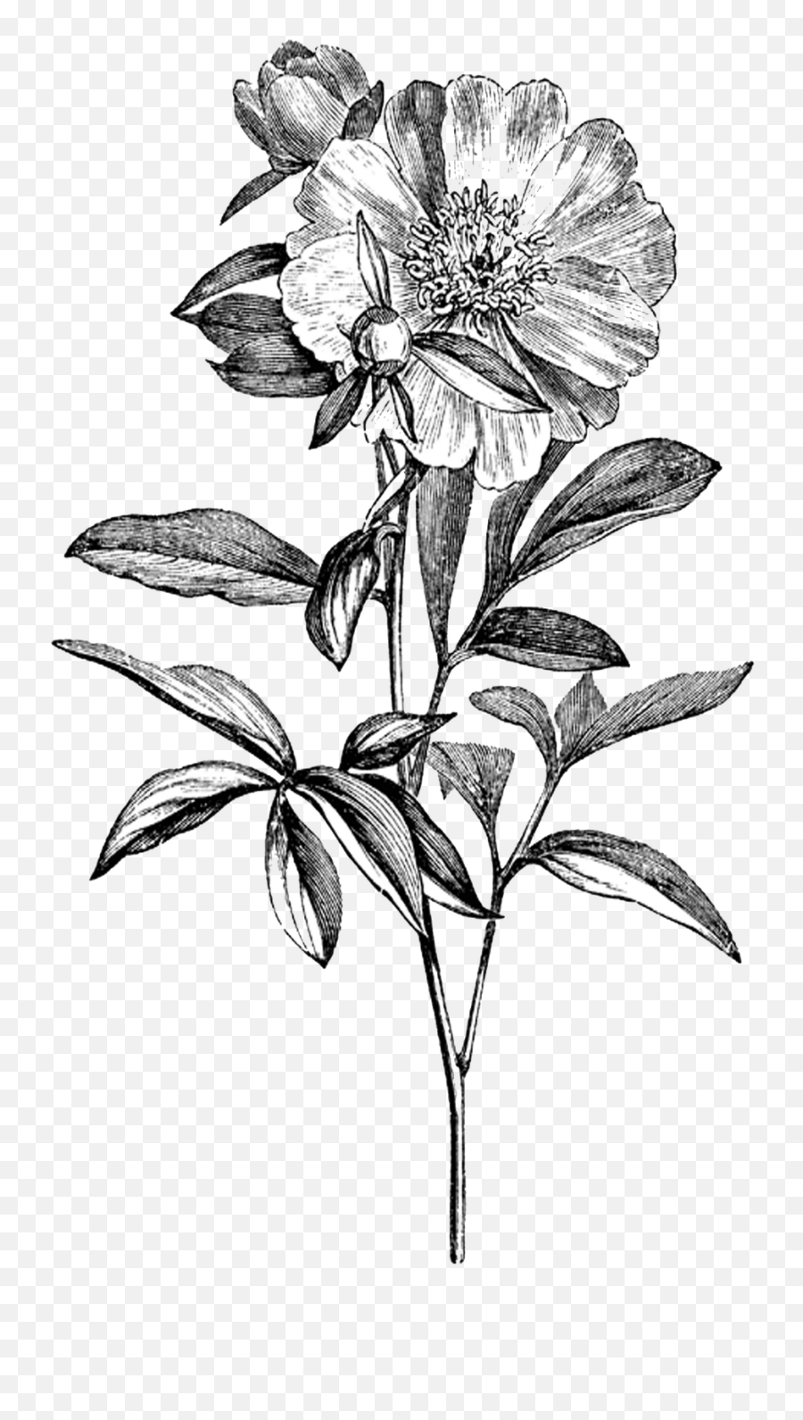 Download Drawing Flowers Vintage Flower - Black And White Flowers Png,Vintage Flower Png