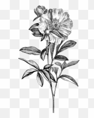 Download Drawing Flowers Vintage - Black And White Png