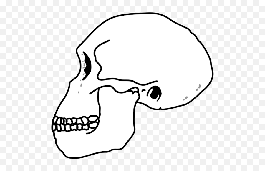 Filehabilis Skullpng - Wikimedia Commons Homo Habilis Skull Drawing,Skull Png Transparent