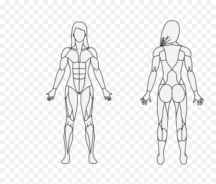 Download Obesity Drawing Human Figure Model - Muscle Png Muscular System Drawing Easy,Human Figure Png