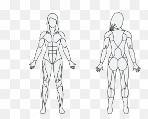 Download Obesity Drawing Human Figure Model - Muscle PNG Muscular System Easy