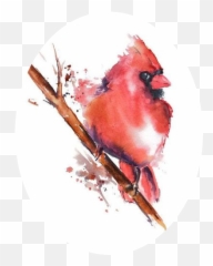 Watercolor Painting - Red Cardinal png